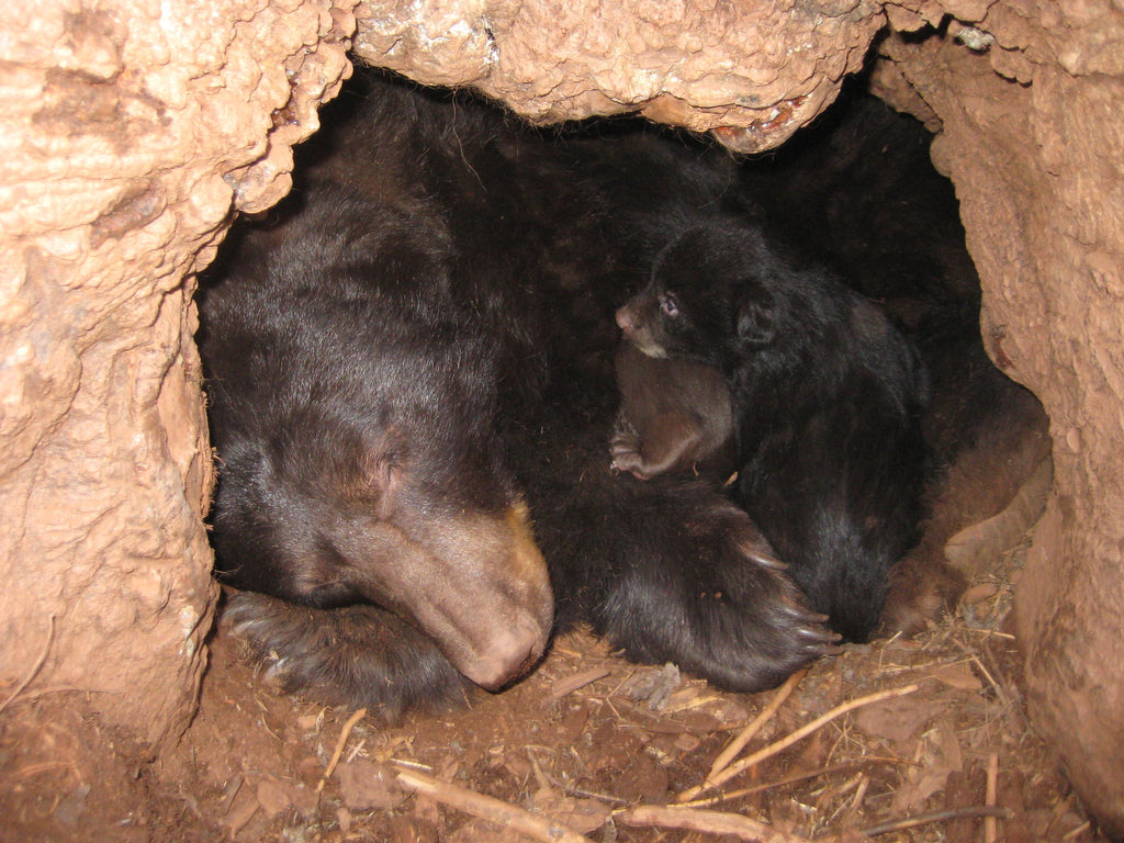 Hurray!  Robin Rive Teddy Bears Springing out of Hibernation!
